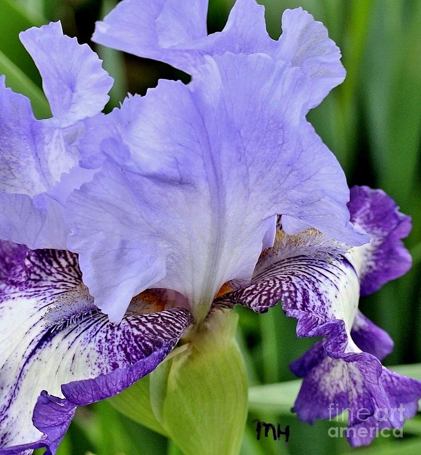 Macro Wavy Iris Petals Photograph by Marsha Heiken