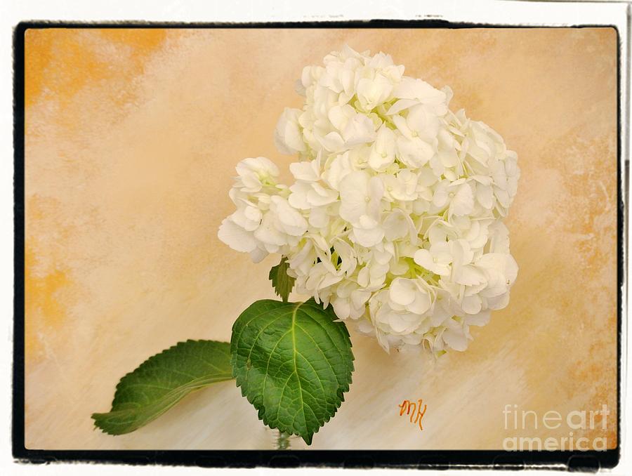Macro White Hydrangea Mixed Media by Marsha Heiken