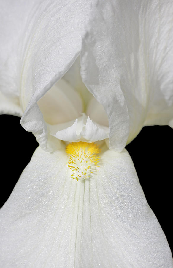 Macro White Iris Flower Photograph by Jennie Marie Schell