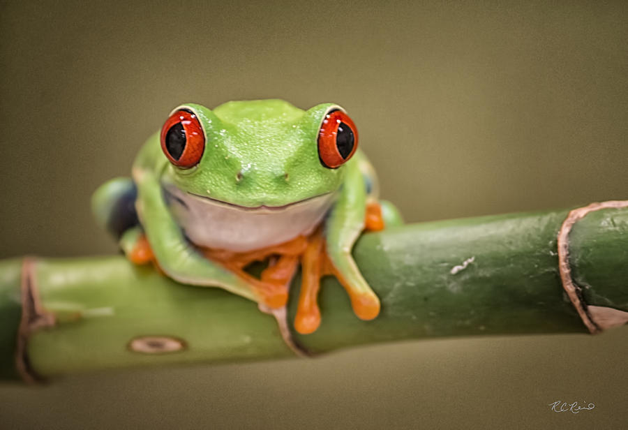 Macro Workshop - Red Eyed Tree Frog - What a Smile Photograph by Ronald Reid