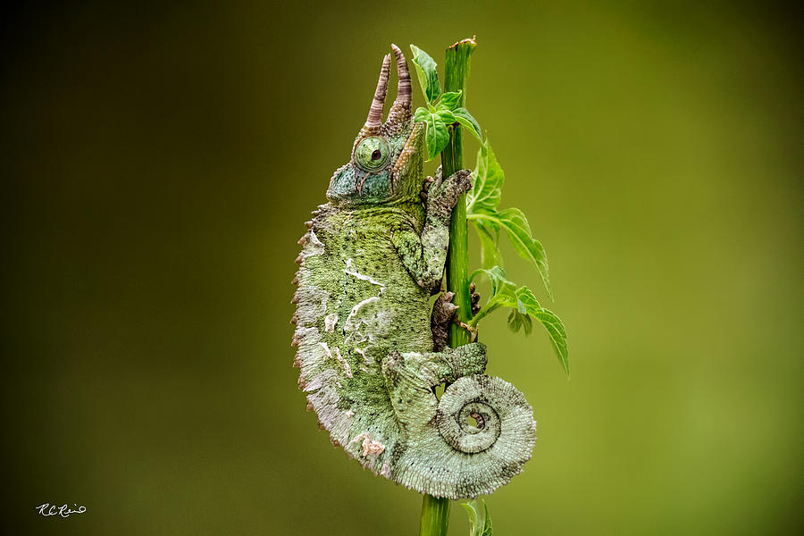 Macro Workshop - Three-Horned Chameleon Photograph by Ronald Reid