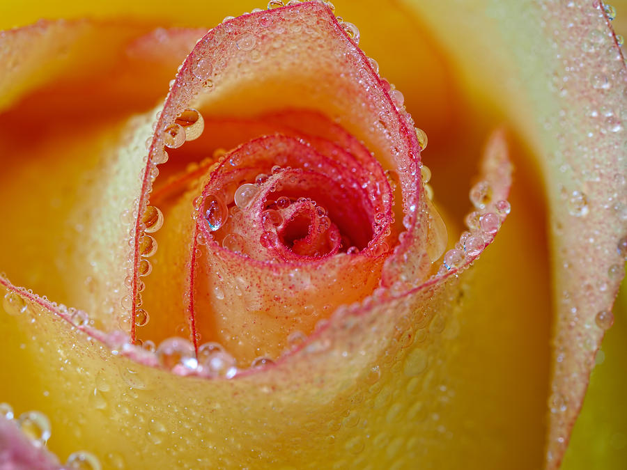 Macro Yellow and Red Rose Photograph by Brad Boland