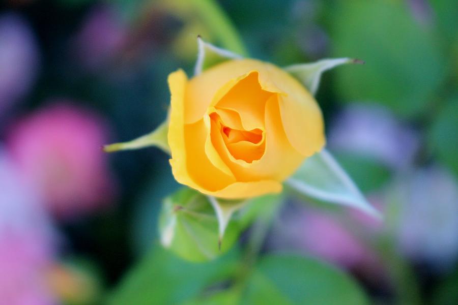 Macro Yellow Tea Rose Photograph by Cynthia Guinn