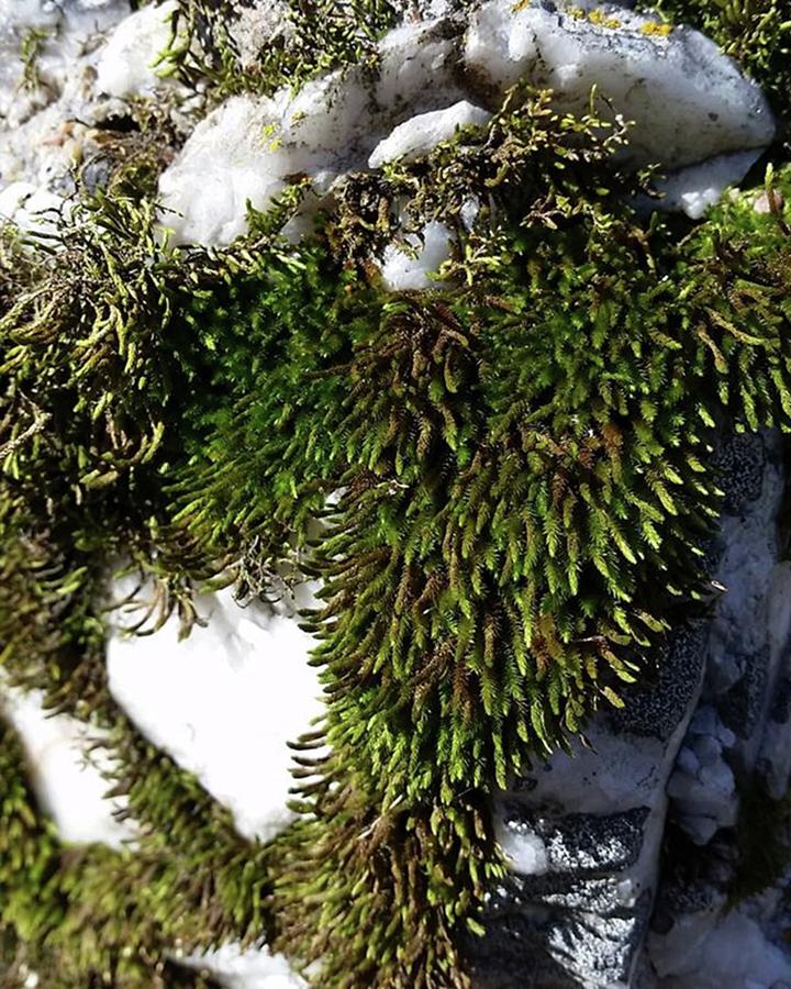 Flower Photograph - #macroph #moss #lichen #green #plants by Fleeta Rard