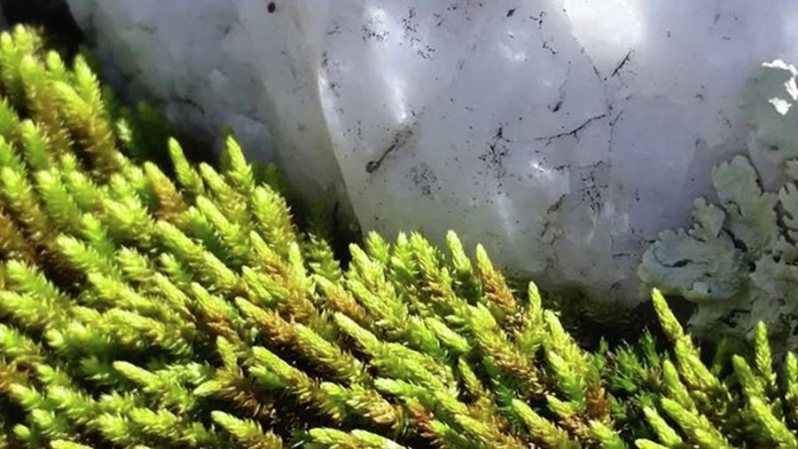 Nature Photograph - #macroph #nature #green #moss #lichen by Fleeta Rard