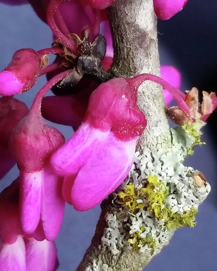 Spring Photograph - #macroph #nature #photography #pink by Fleeta Rard