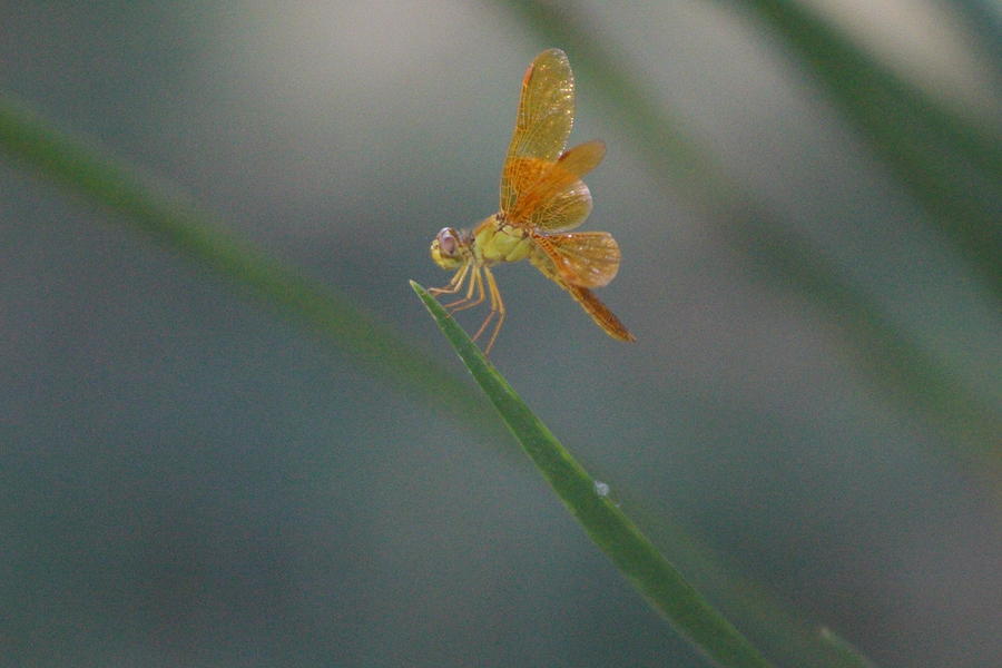 Macrophotography of Golden Winged Amberwing Dragonfly Photograph by Colleen Cornelius