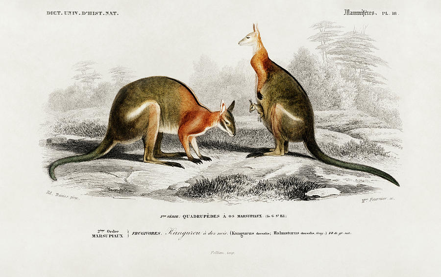 Macropus illustrated by Charles Dessalines Painting by Vincent Monozlay