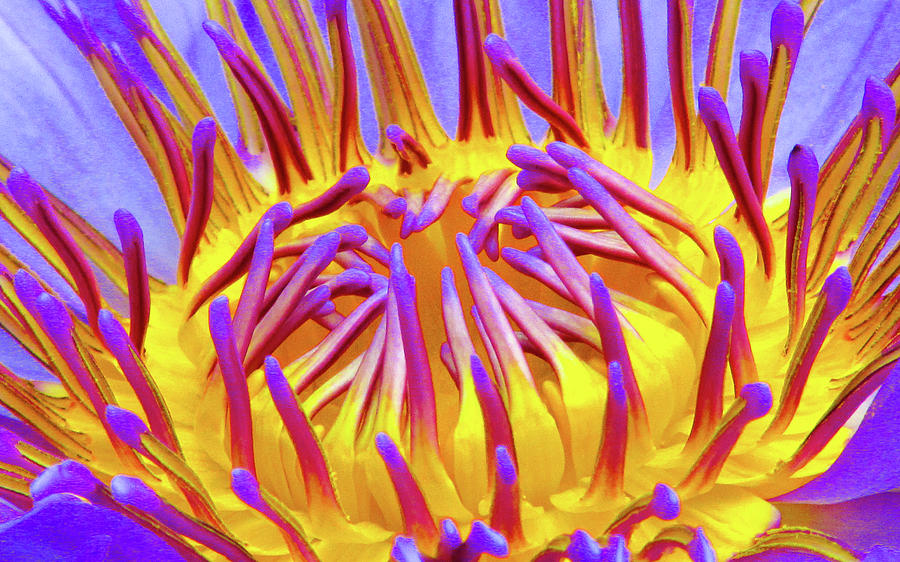 Nature Digital Art - Macros Lotus by Cesar Vieira