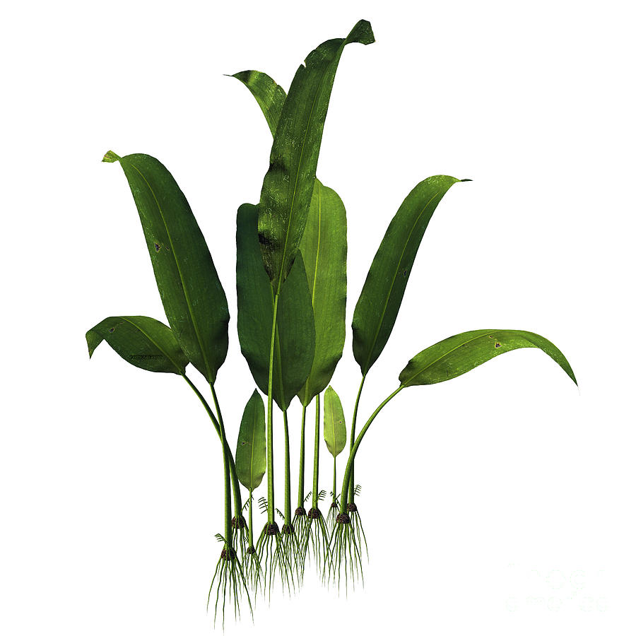 Macrotaeniopteris Magnifolia Plant Digital Art