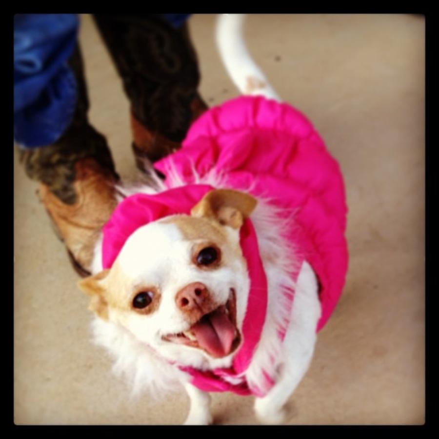 Macy Says Brrr Its Cold In Texas!!! Photograph by Brittany Weigang