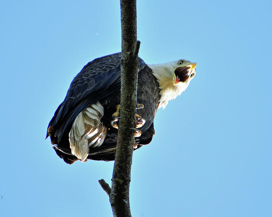 Mad Bald Eagle Photograph by Ron Woolever - Pixels