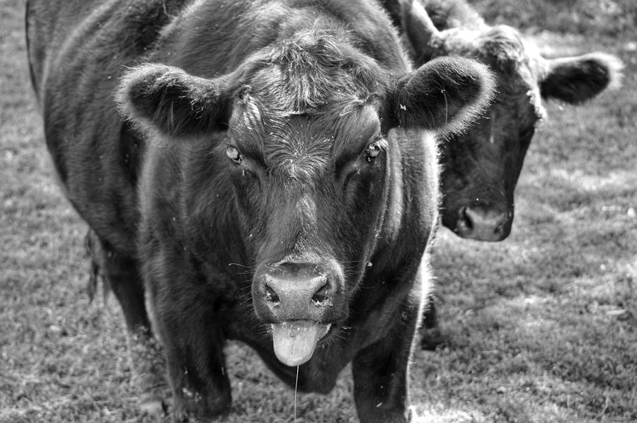 Mad Cow  Photograph by Joseph Caban
