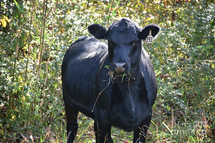 Mad Cow Photograph by FineArtRoyal Joshua Mimbs - Fine Art America