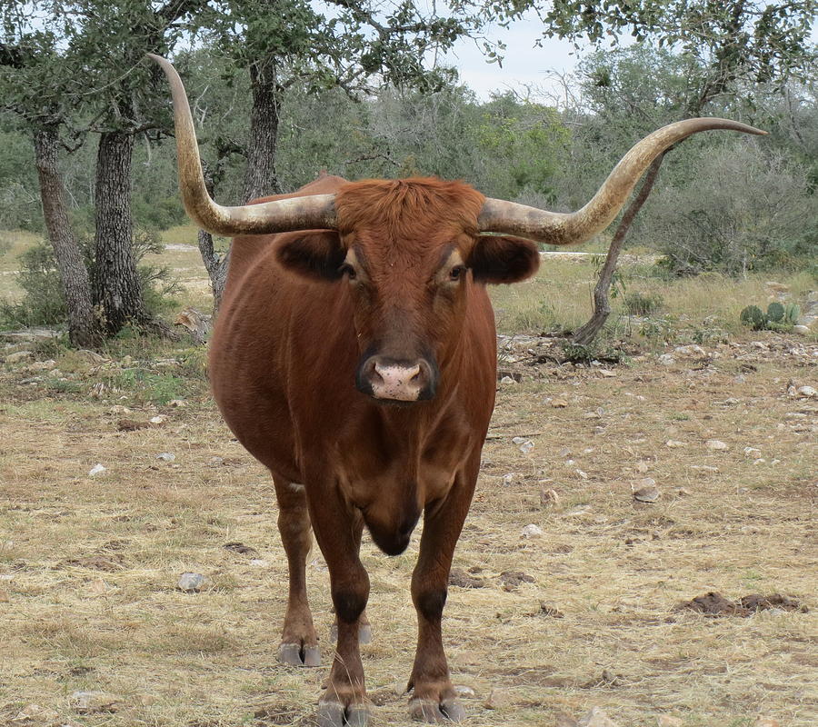 Mad Dog, the Longhorn Photograph by Cindy Clements