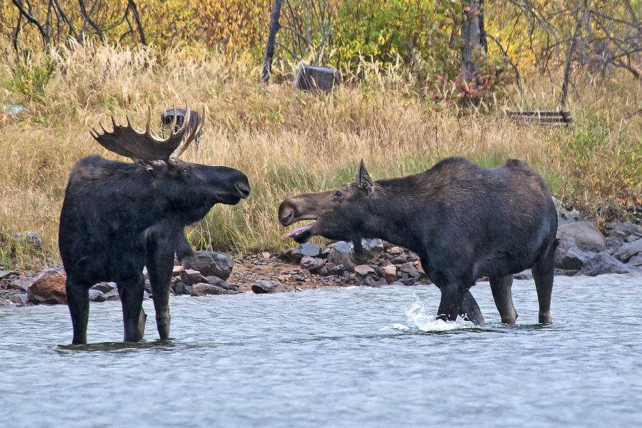 Mad Mamma Moose Photograph by Gary Beeler