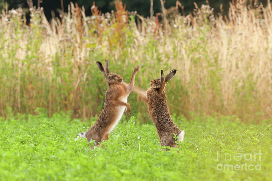 Mad wild hares boxing and fighting in Norfolk UK Photograph by Simon Bratt