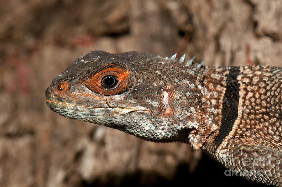 Wildlife Photograph - Madagascan Collared Iguana by Tony Camacho