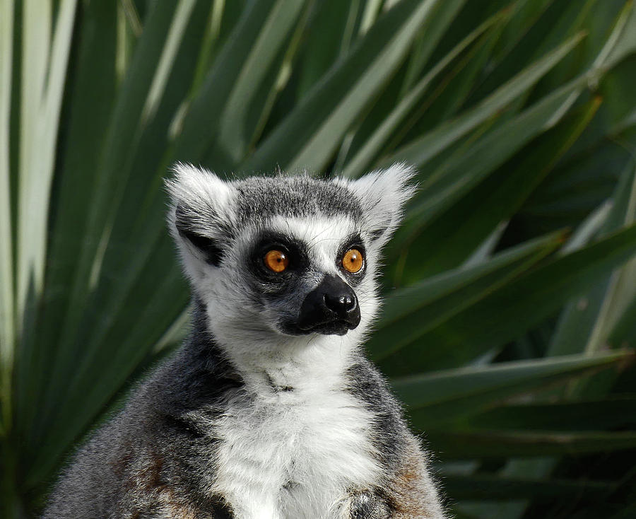 Madagascan Palm And Lemur Photograph by Margaret Saheed