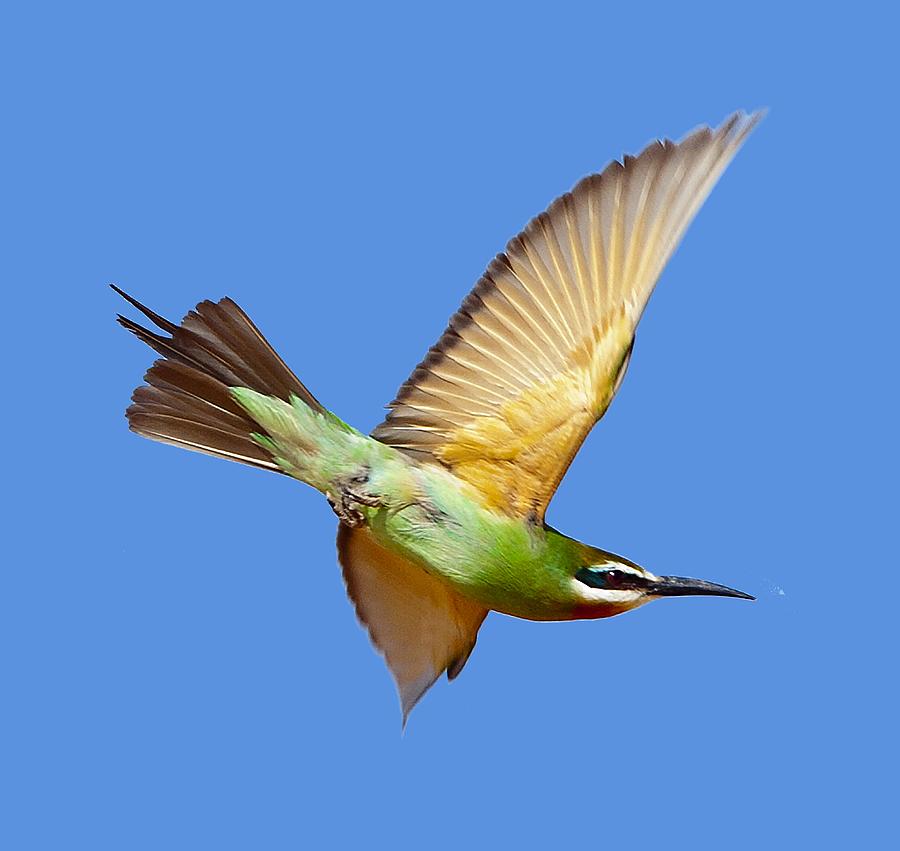Madagascar Bee-eater T-shirt Photograph by Tony Mills
