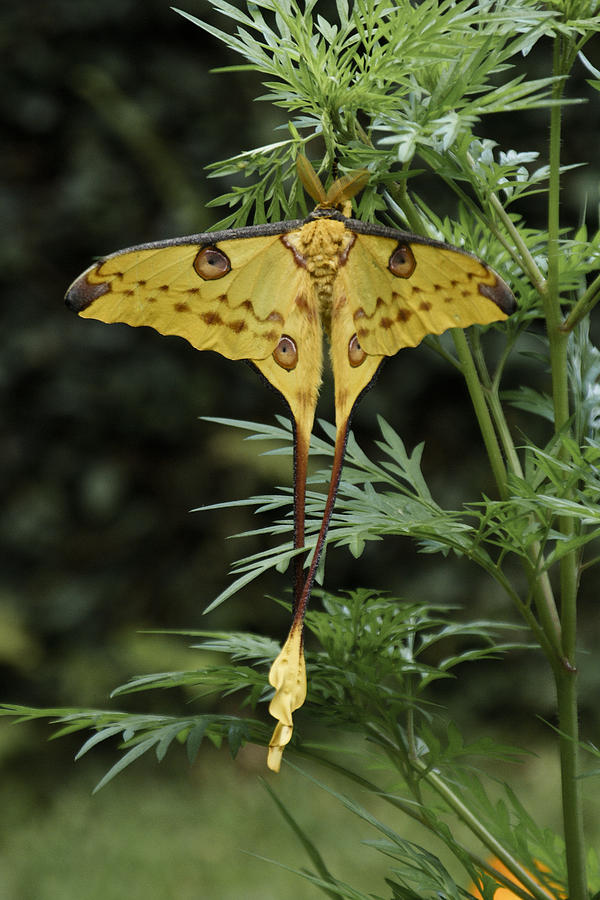 Madagascar Comet Moth Photograph by Michele Burgess