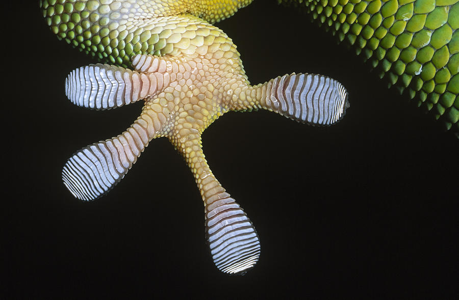 Fn Photograph - Madagascar Day Gecko Phelsuma by Ingo Arndt