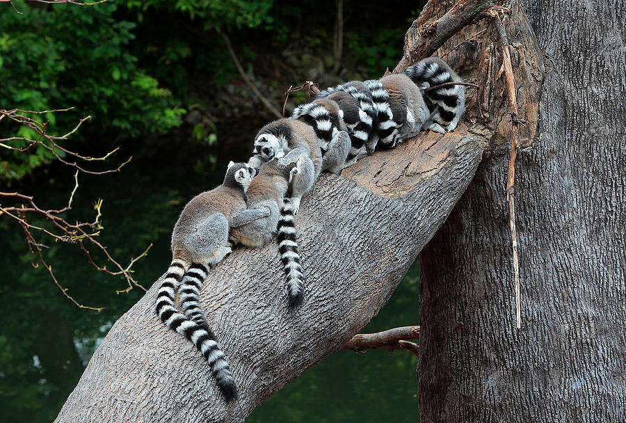 Madagascar Family Photograph by Stephen Schwiesow