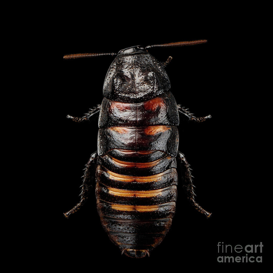 Nature Photograph - Madagascar hissing cockroach by Sergey Taran