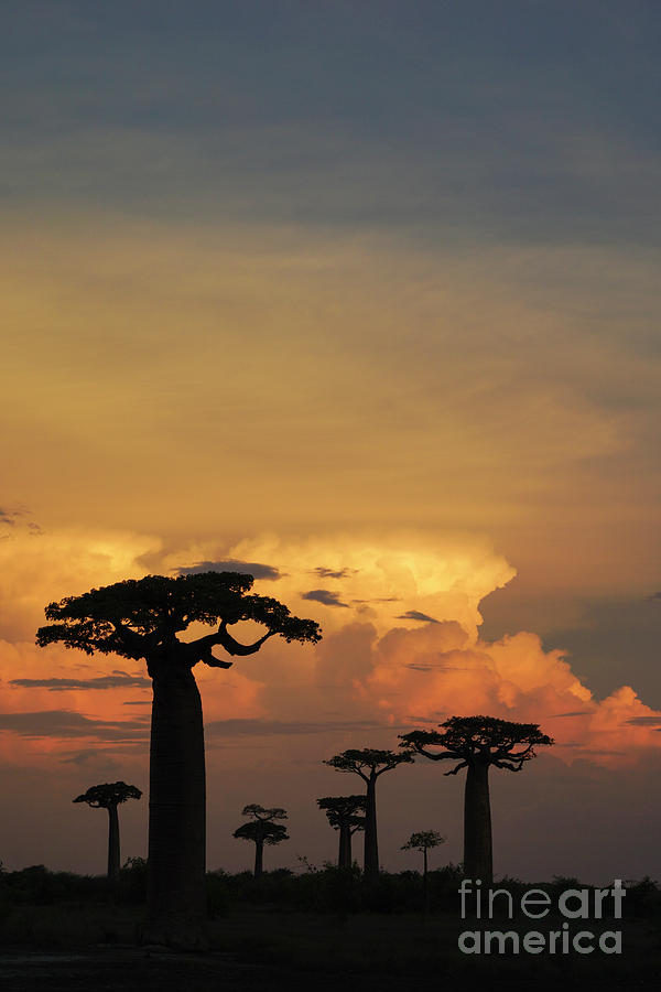 Madagascar Sunset Photograph by Brian Kamprath