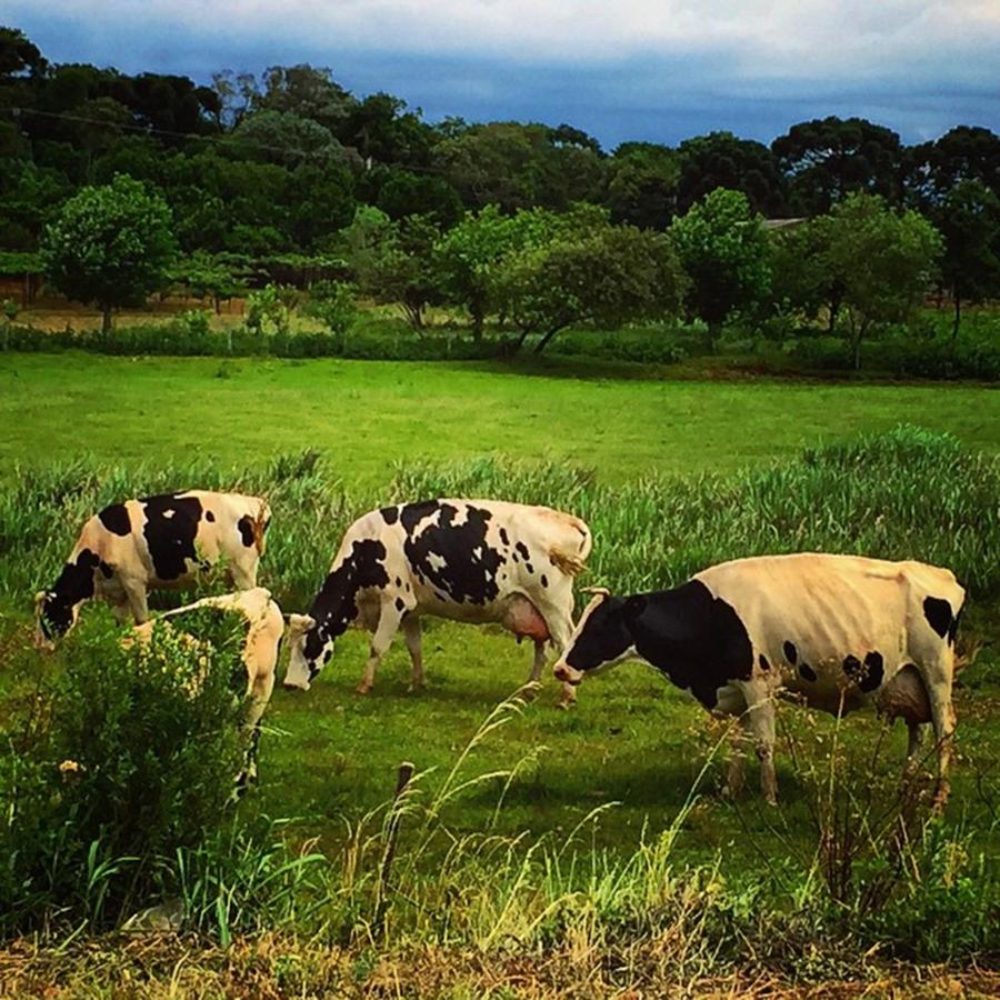 Cow Photograph - Madam Magalis Cows - Campo Erê - by Kiko Lazlo Correia
