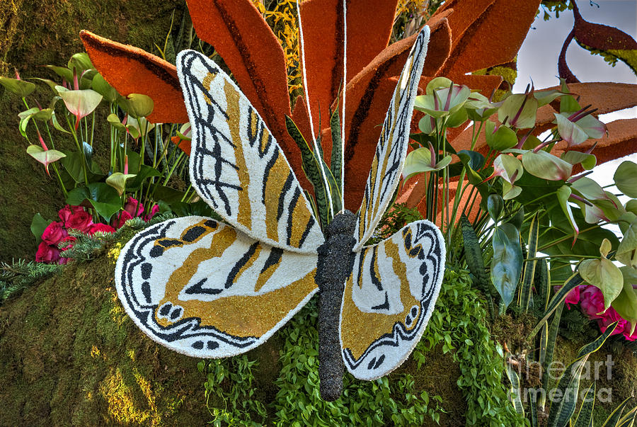 Floats Photograph - Madame Butterfly by David Zanzinger