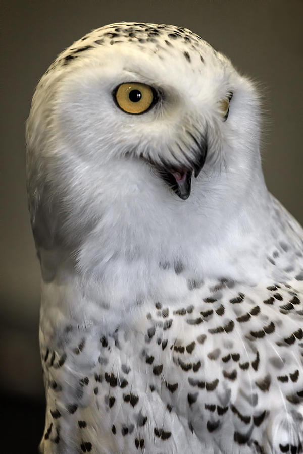 Made Him Laugh Photograph by Wes and Dotty Weber - Fine Art America