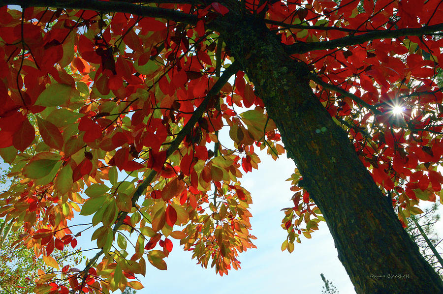 Fall Leaves Photograph - Made In The Shade by Donna Blackhall Fall Leaves Photograph - Made In The Shade by Donna Blackhall