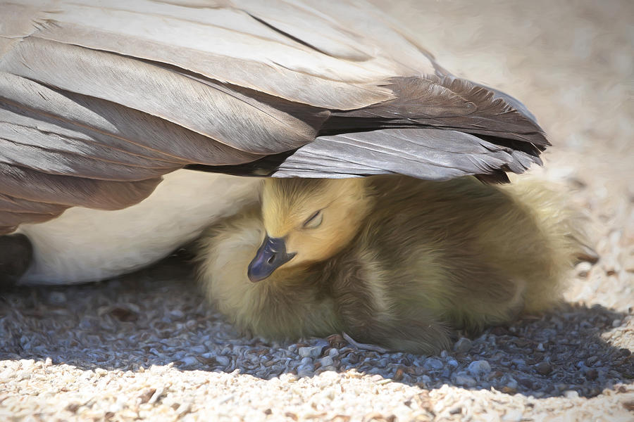 Geese Photograph - Made In The Shade by Donna Kennedy