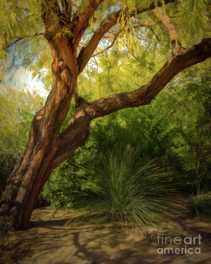 Phoenix Photograph - Made in the Shade by Jon Burch Photography