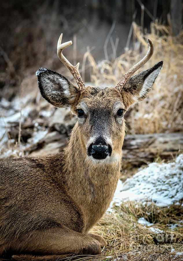 Made it Through Hunting Season Photograph by Joann Long
