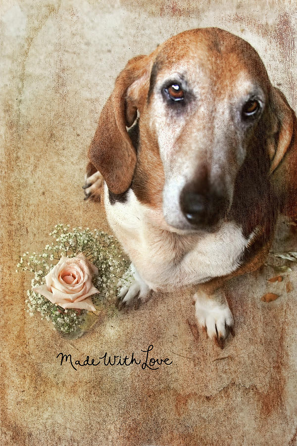 Dog Photograph - Made With Love II by Joan Bertucci
