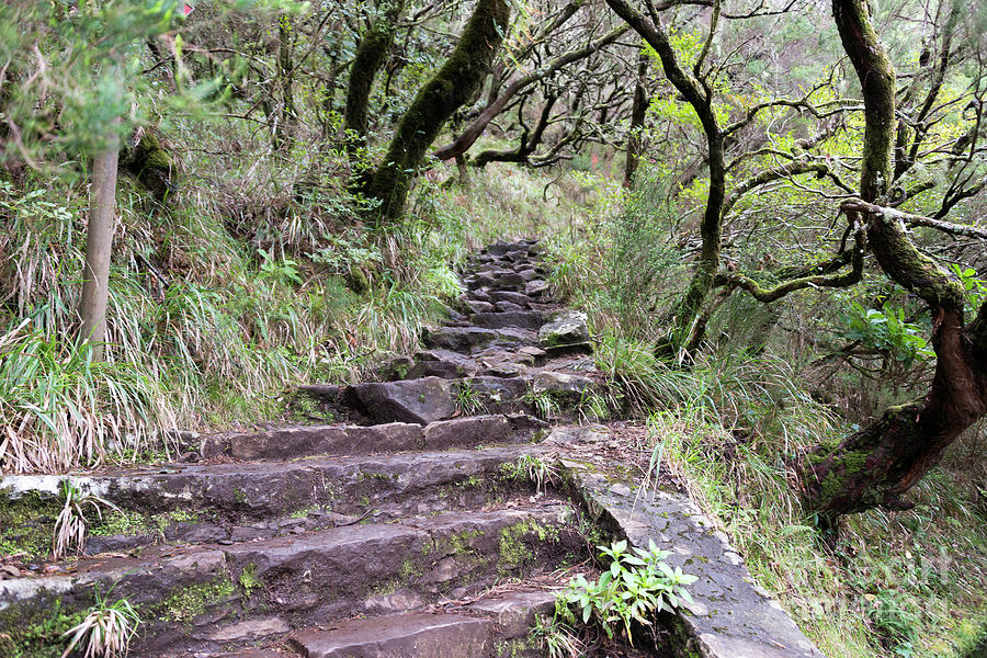 Madeira Levada Track Photograph
