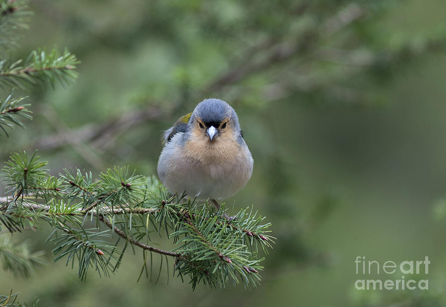 Finch Photograph - Madeiran Chaffinch by Eva Lechner
