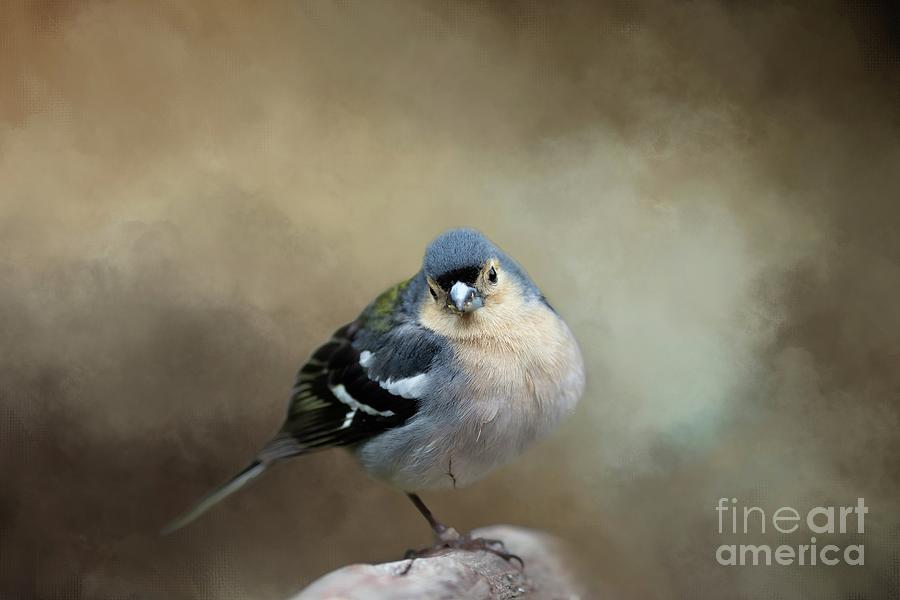 Madeiran Chaffinch Male Photograph by Eva Lechner
