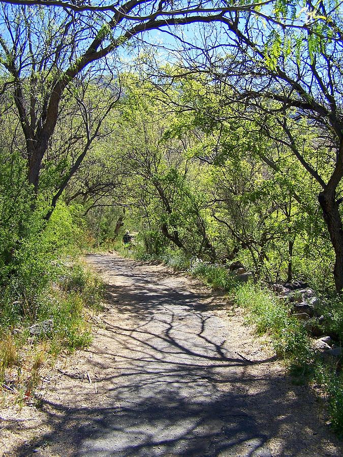 Tucson Photograph - Madera Canyon Path by Teresa Stallings