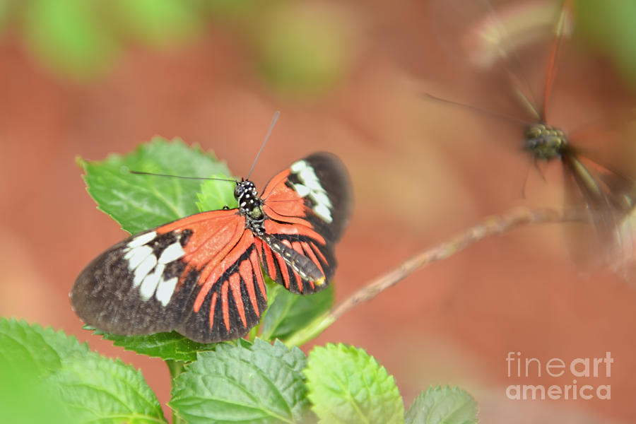 Madiera Butterflies Photograph by Olga Hamilton