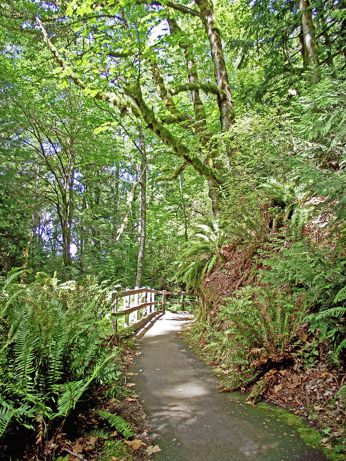 Madison Falls Trail, Olympic National Park, Washington  Photograph by Ruth Hager