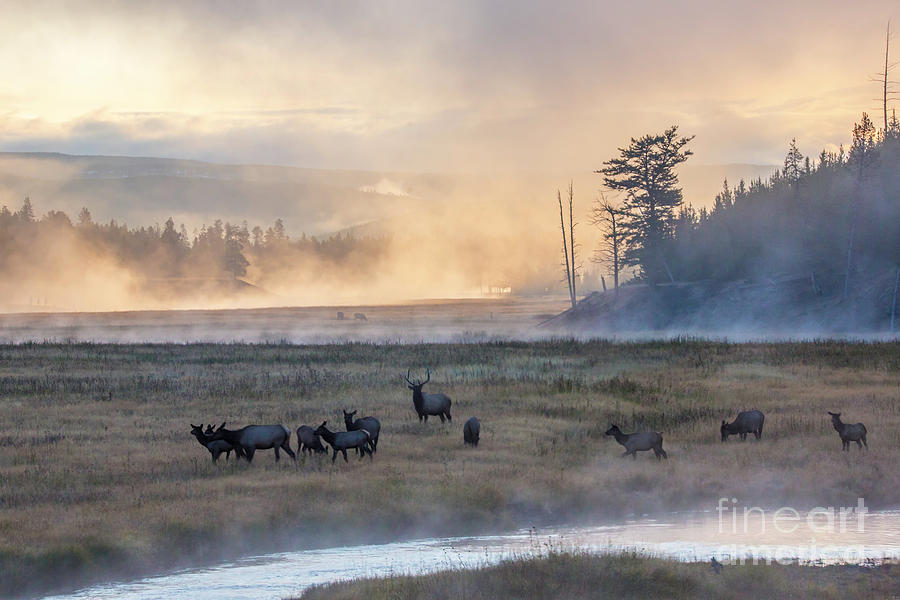 Yellowstone National Park Photograph - Madison Morning by Carolyn Fox
