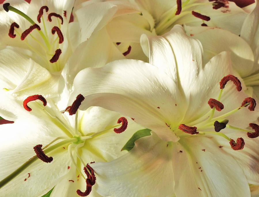 Madonna lilies Photograph by Nigel Radcliffe