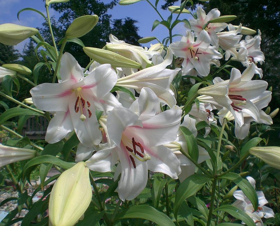 Madonna Lilies Photograph by Sholeh Mesbah - Pixels