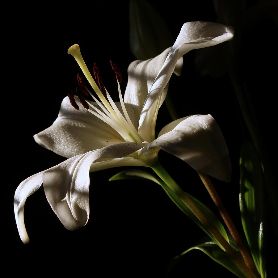 Madonna Lily In Late Afternoon Light Photograph