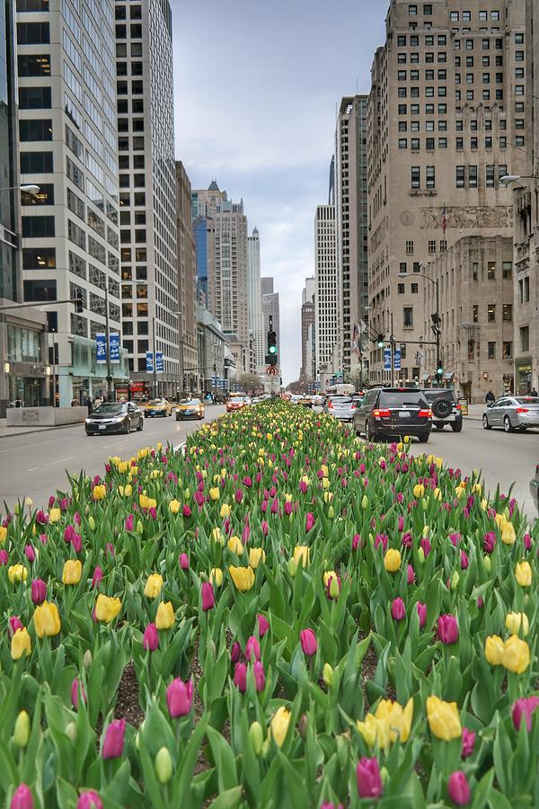 Mag Mile Tulips Photograph