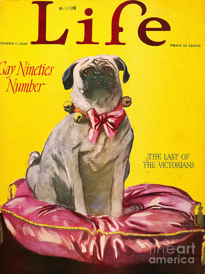 Life Magazine Cover, 1926 #1 Drawing by Granger