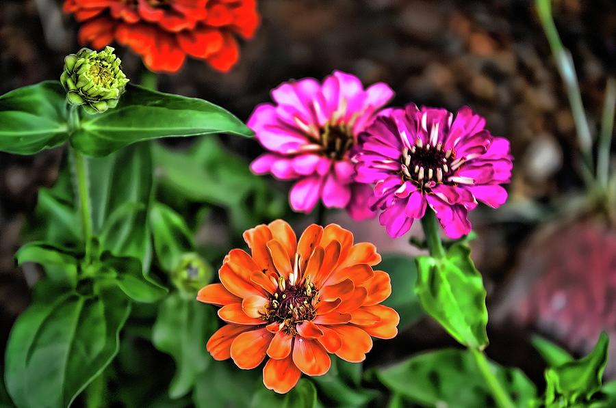 Magellan Flowers 3 by Kristalin Davis Photograph by Kristalin Davis